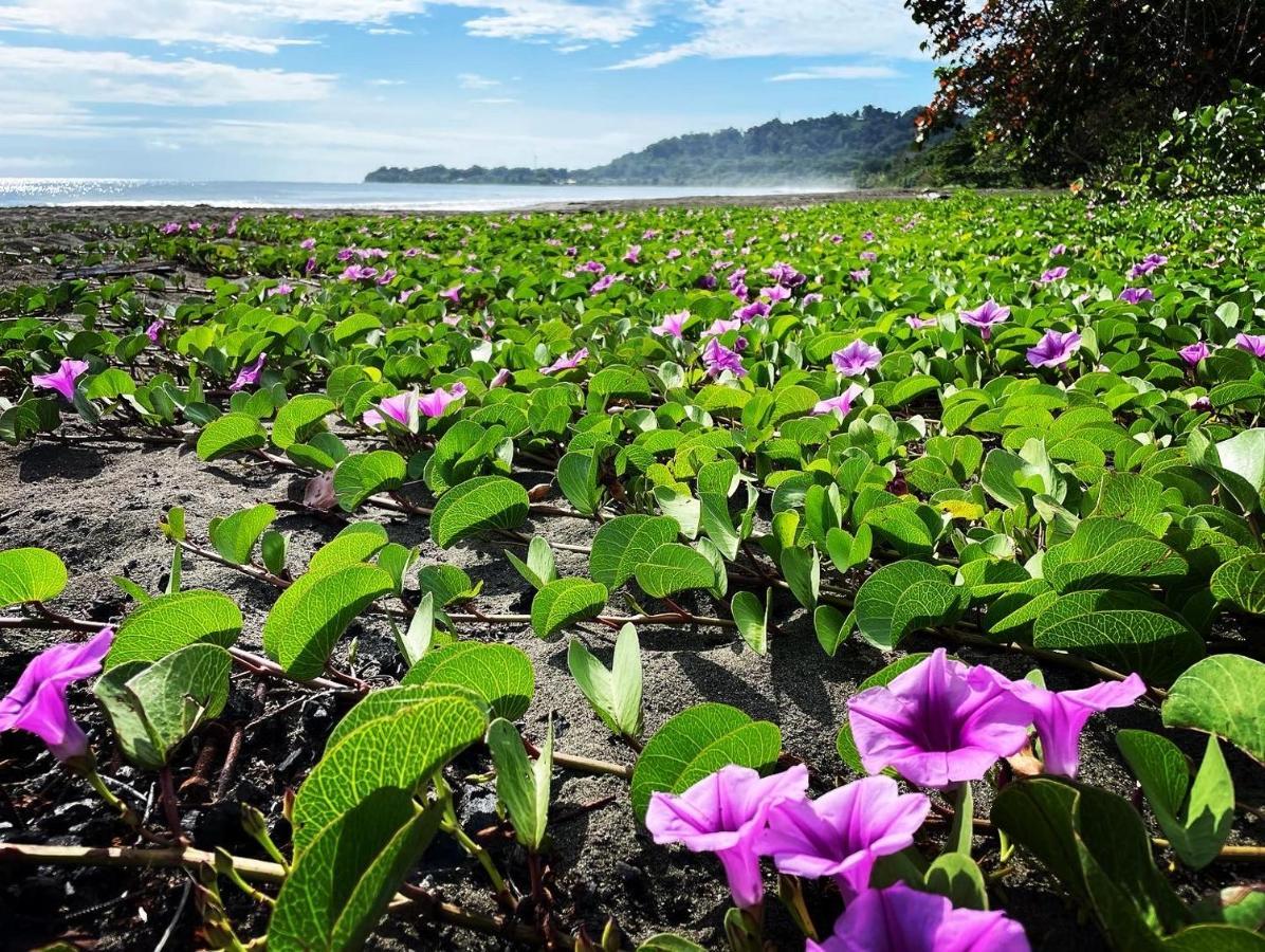Perla Negra Beachfront Puerto Viejo de Talamanca Экстерьер фото