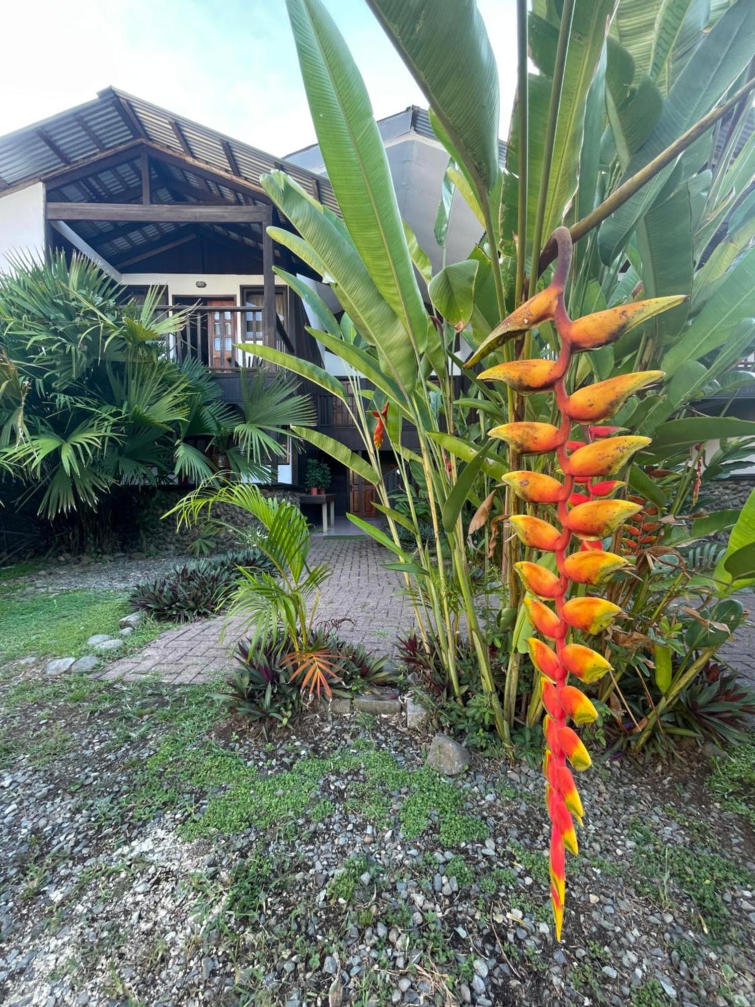 Perla Negra Beachfront Puerto Viejo de Talamanca Экстерьер фото